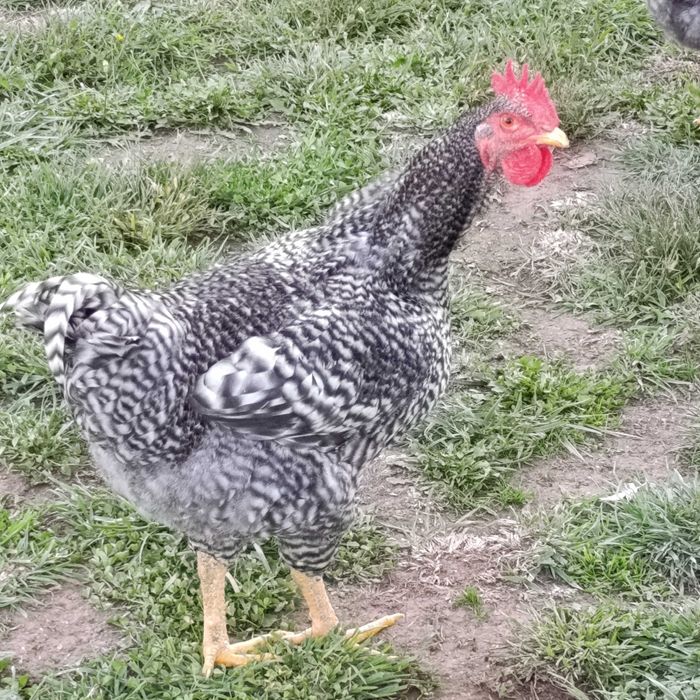 Galos perdês de vários tamanhos
