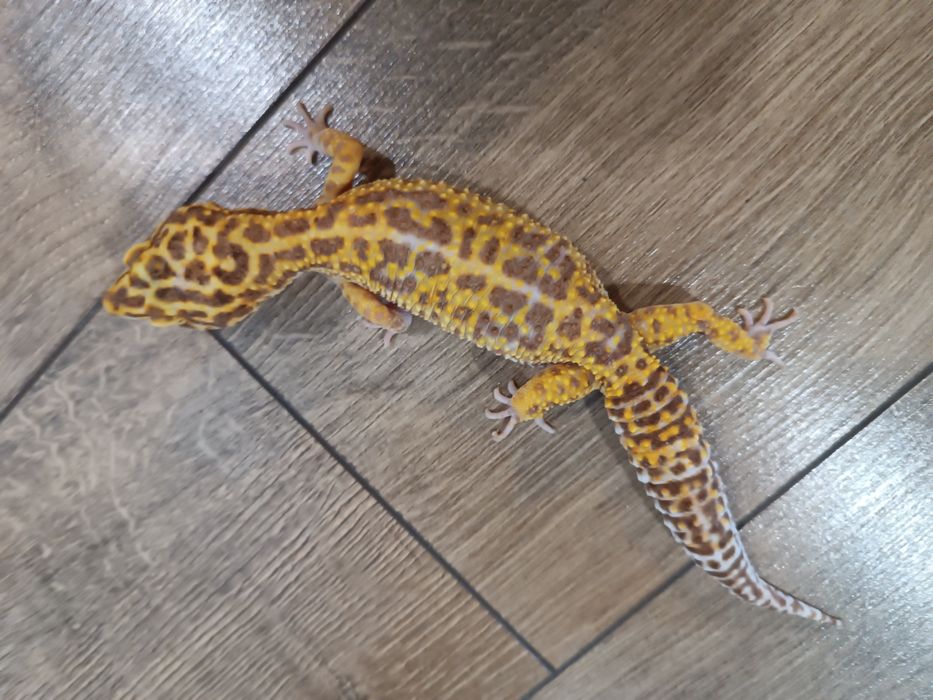 Gekony lamparcie cztery samice