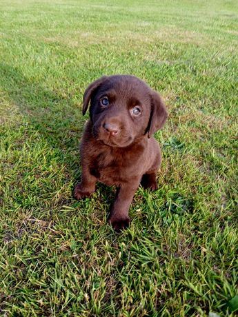 Labrador czekoladowy
