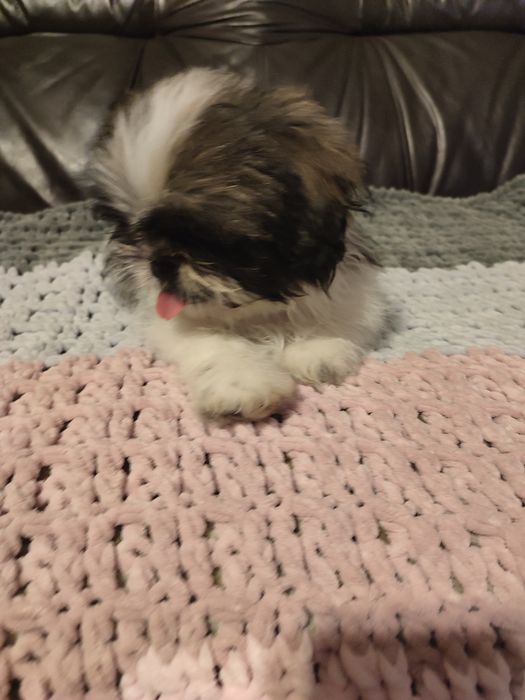 Shihtzu tricolor piesek