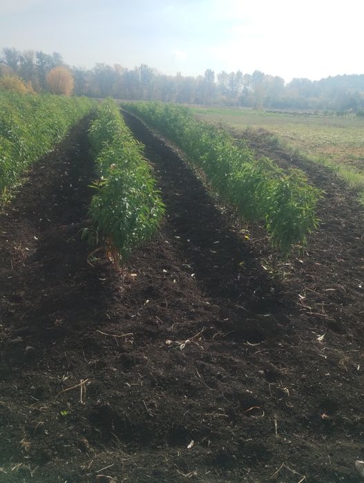 Саджанці персика і абрикоса