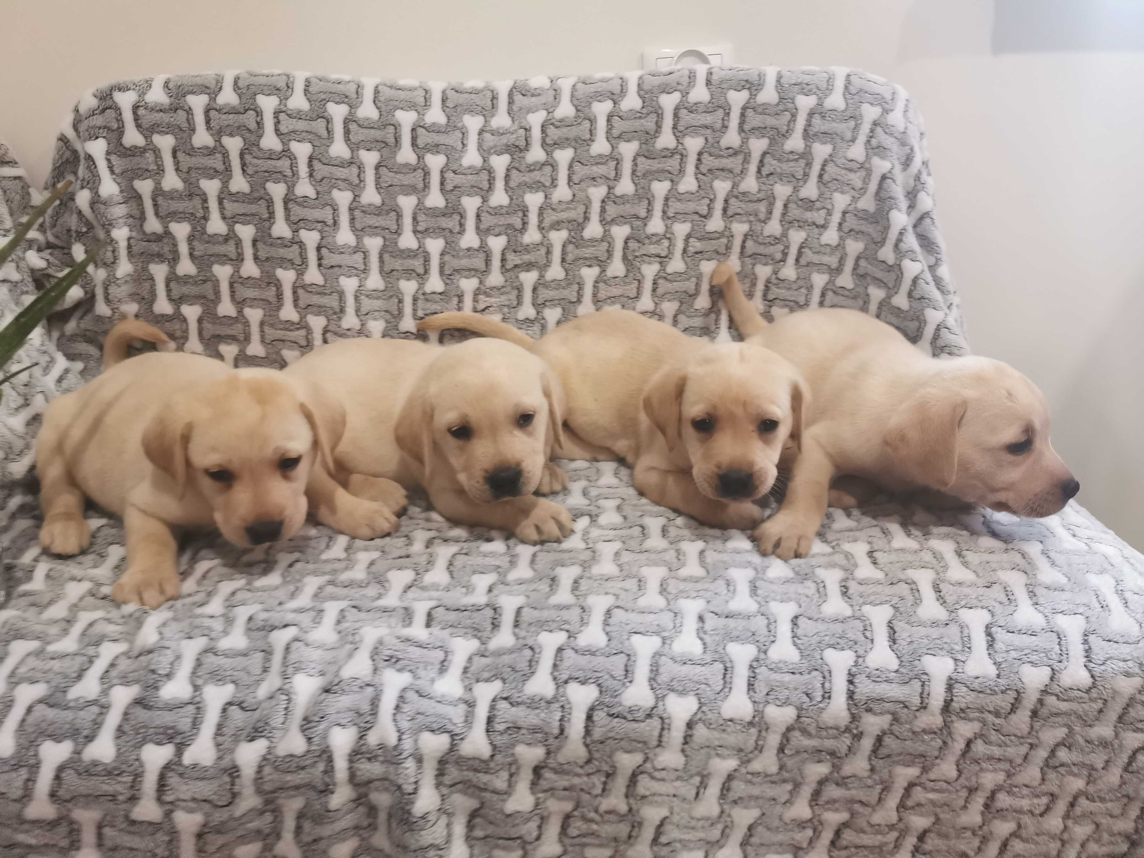 Labrador suczka biszkoptowa
