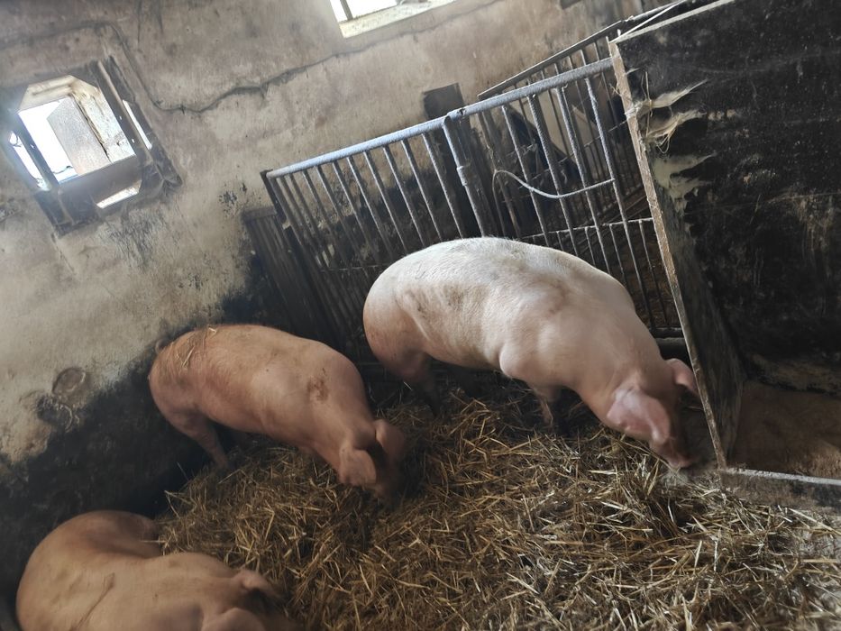 Wieprzek 170 kg oraz świnie po około 120kg