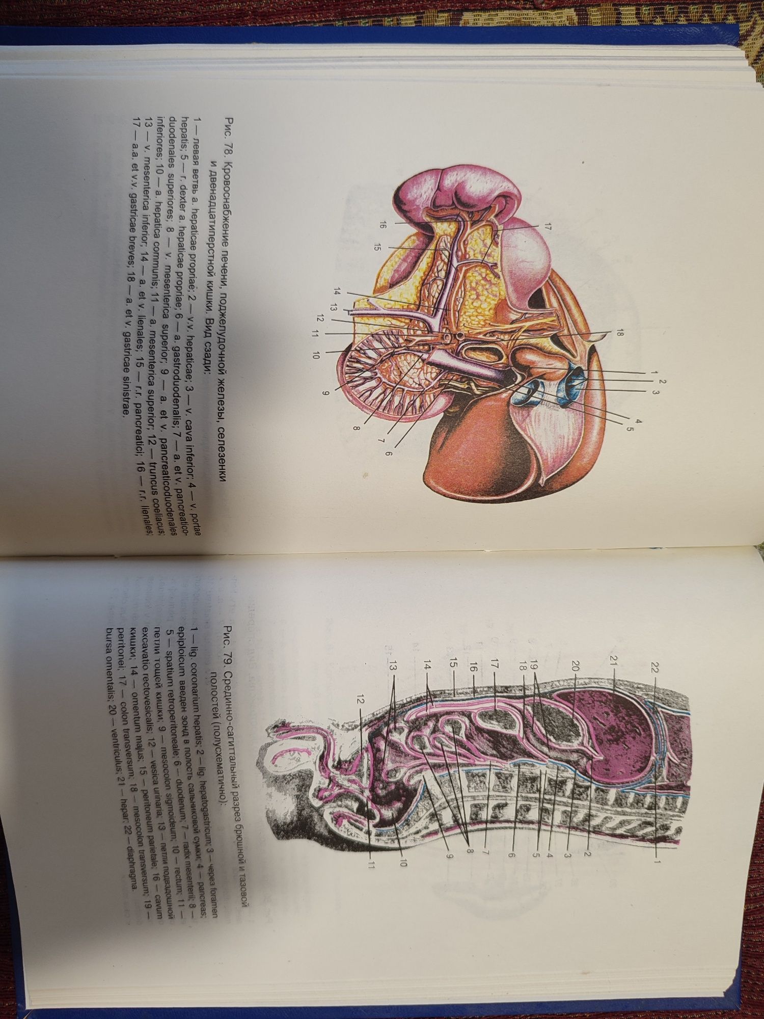 Оперативная хирургия и топографическая анатомия