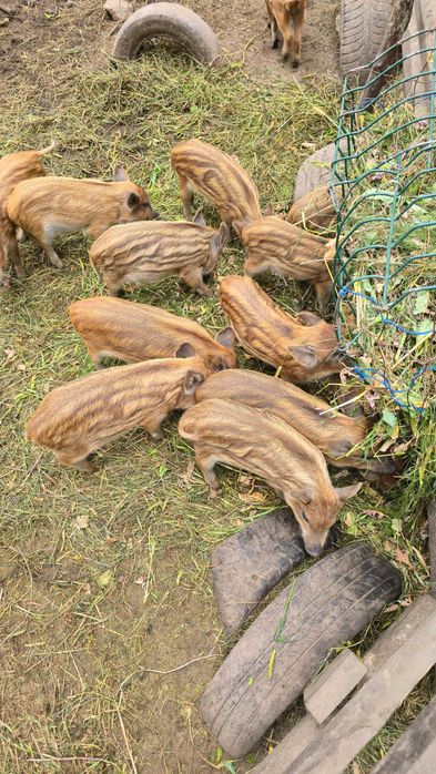 Поросята на вирост для вкусняшок