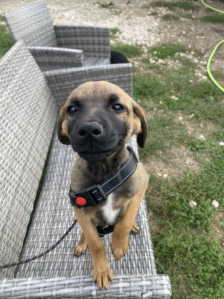 Szczeniak do adopcji za darmo