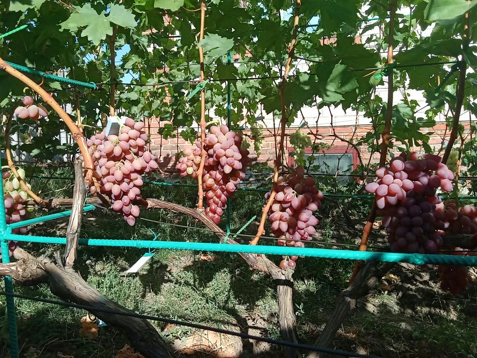 Продам однолетние саженцы винограда столового сорта Киш-Миш Лучистый
