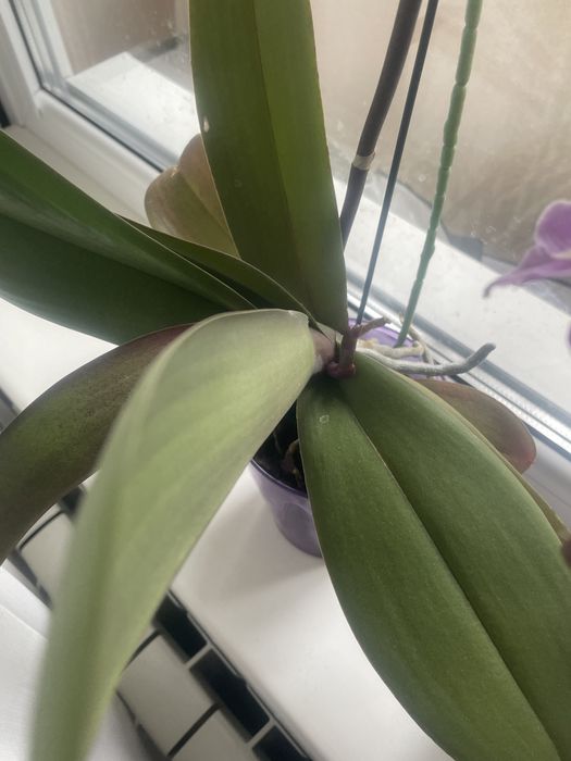 Замиакулькам, орхидея