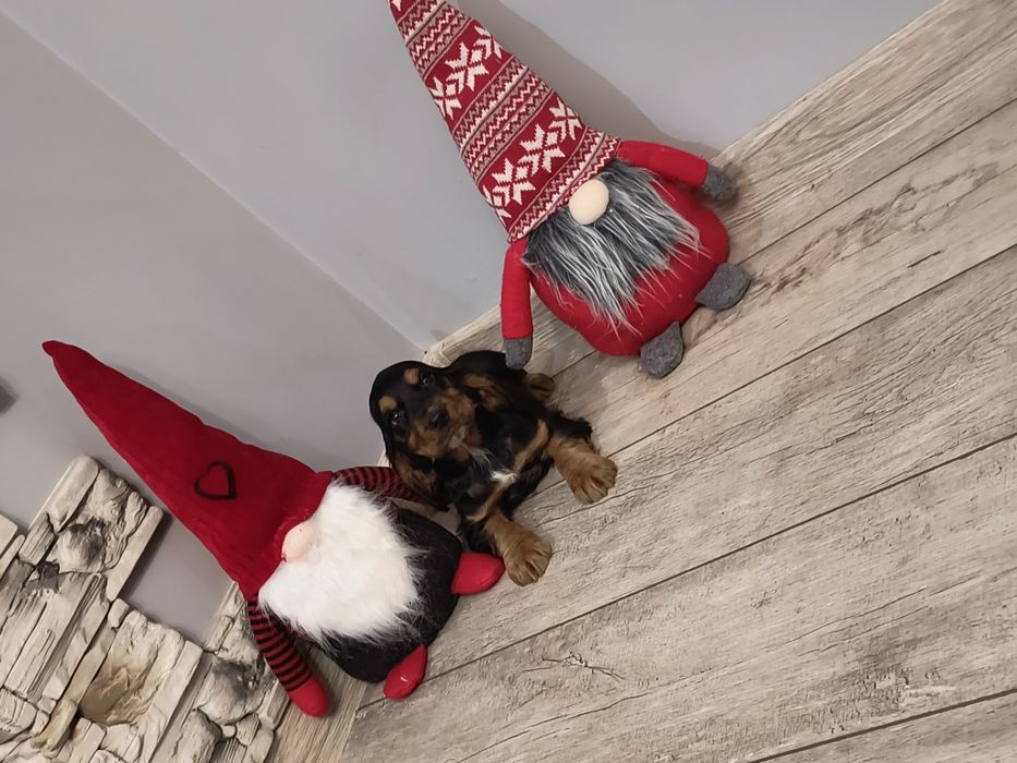 Cocker Spaniel Angielski