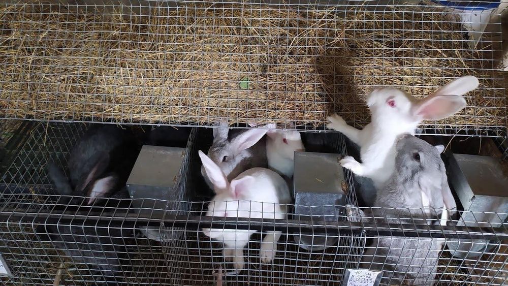 Віддам даром кролів