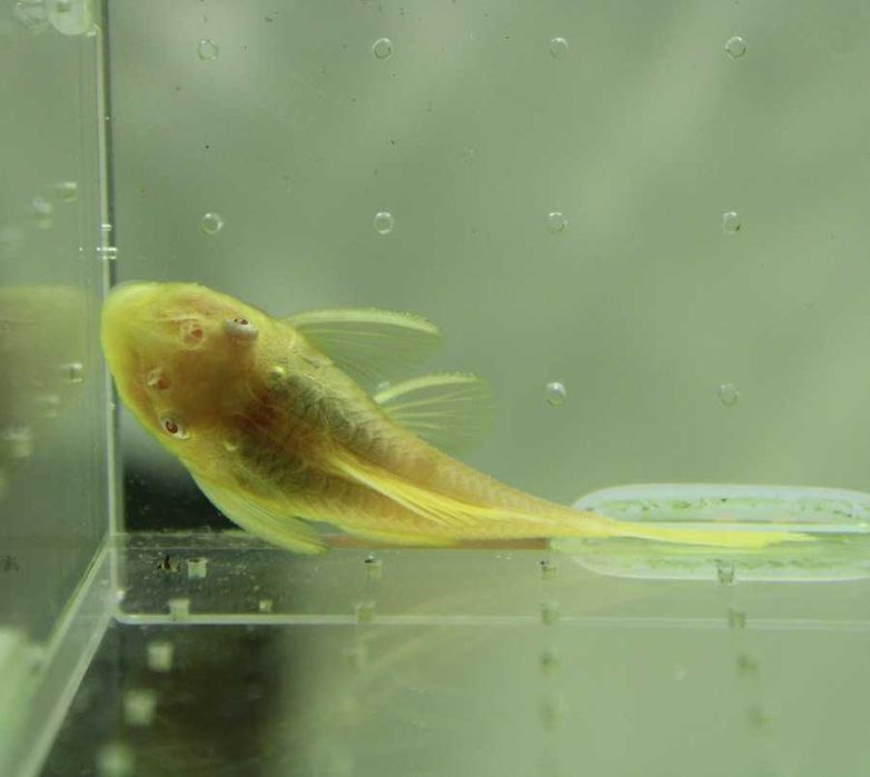 Ancistrus albinos