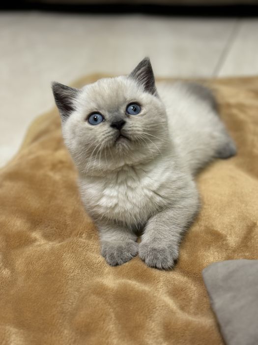 Чистокровний шотландський хлопчик Тернопіль