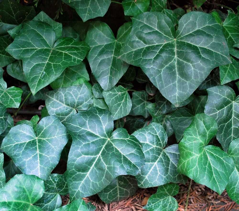 Bluszcz Pospolity 'Woerner' - Hedera Helix