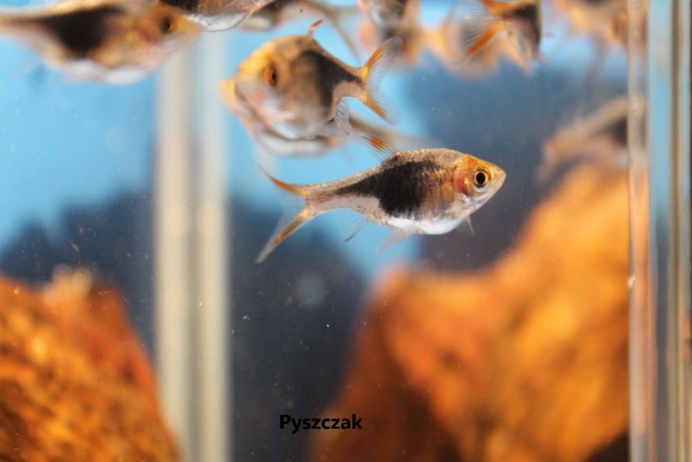 Rozbora klinowa black