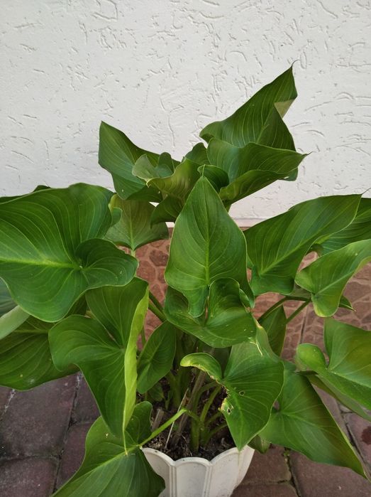 Кала  біла  кімнатна