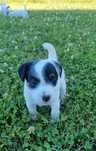 Suczka FCI Parson Russell Terrier szczenię