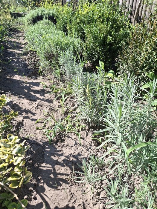 Саджанці лаванди,бересклета,ромашки та інших рослин