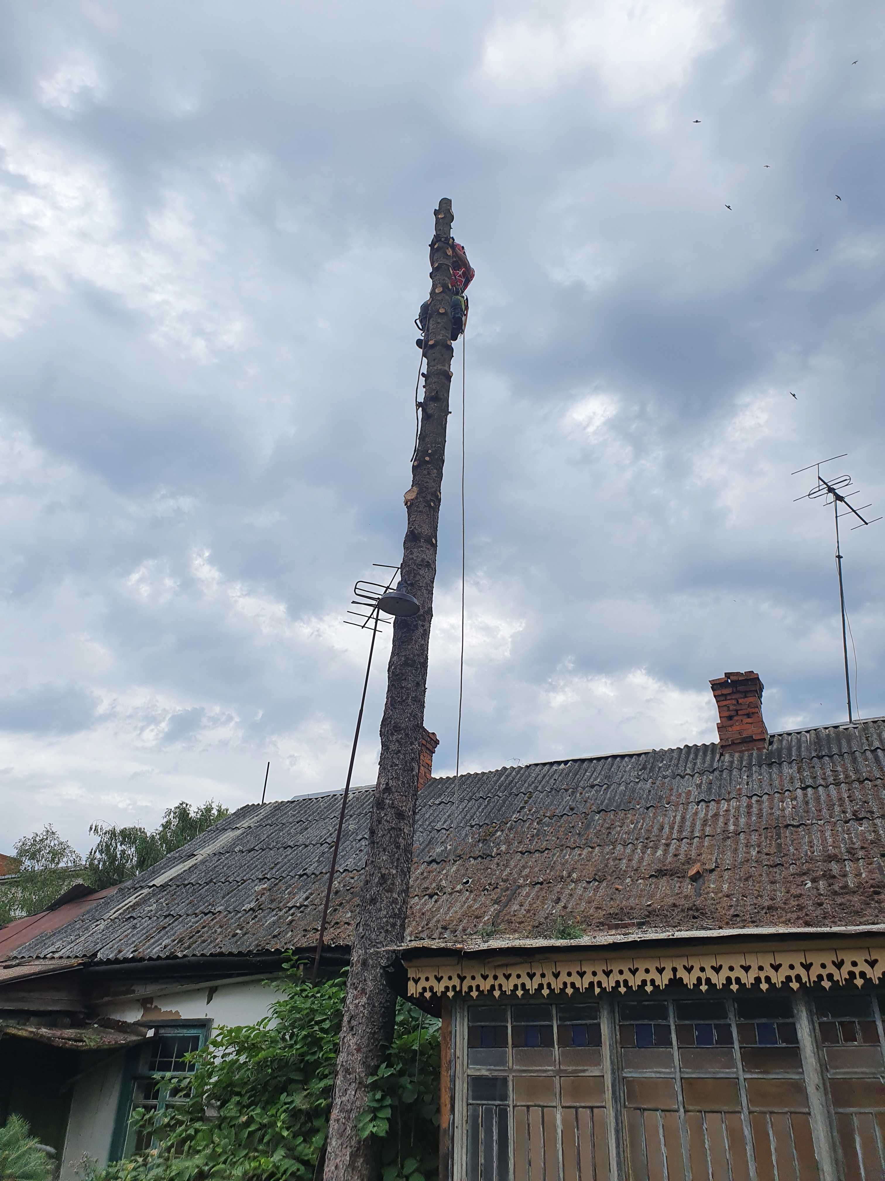 Обрізка сухих гілок. Обрізка  дерев. Зрізати дерево.  Чистка саду.