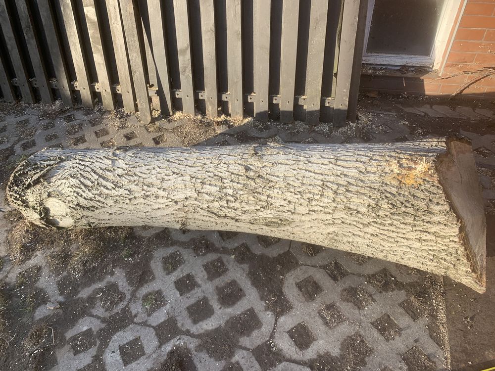 Drzewo orzech kłoda-pień