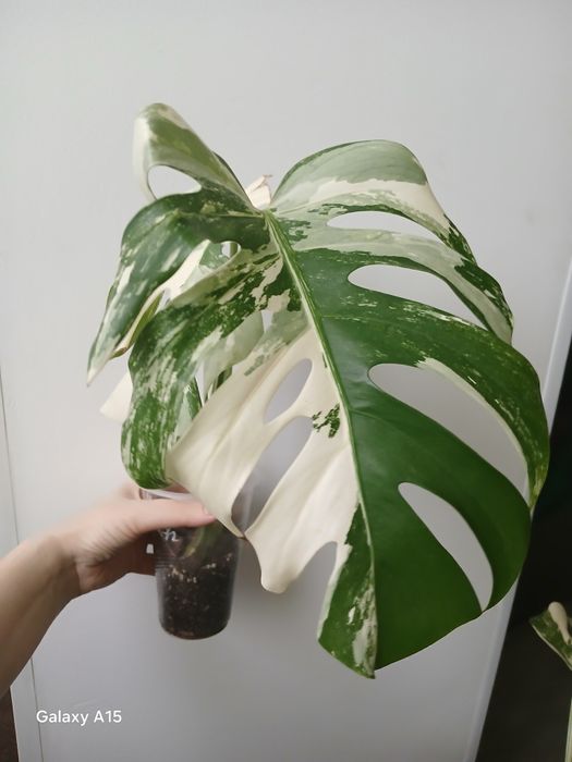 Монстера Альба верхівка