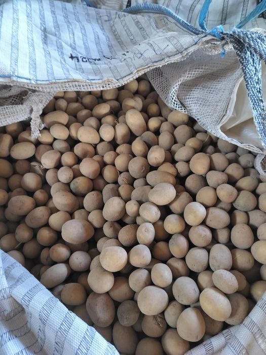 Ziemniaki Kartofle odpadowe paszowe