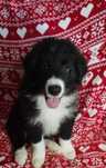 Border Collie  piesek czarno-biały piękny szczeniak:-)