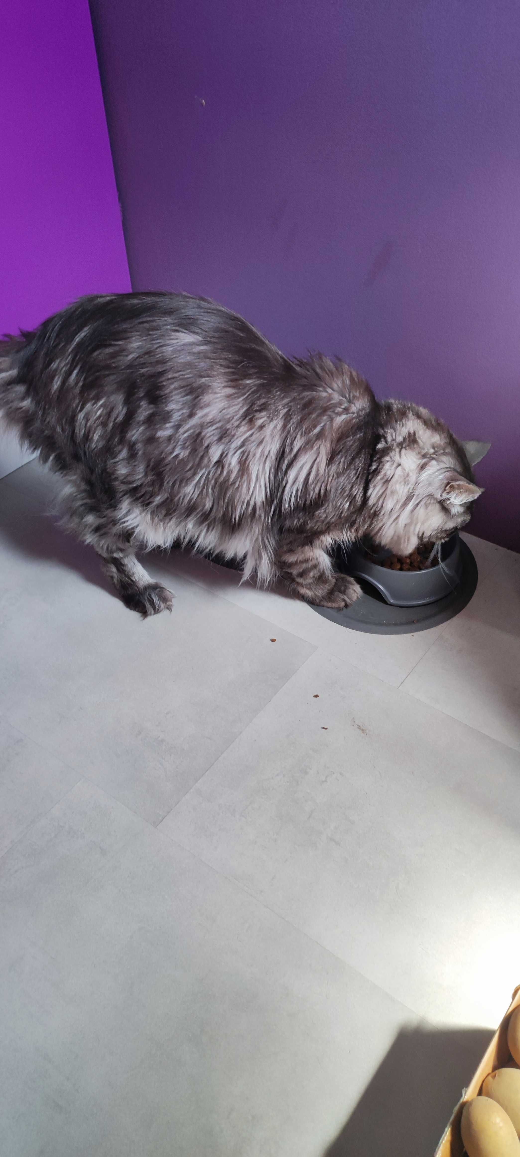 Oddam w dobre ręce kota Maine coon
