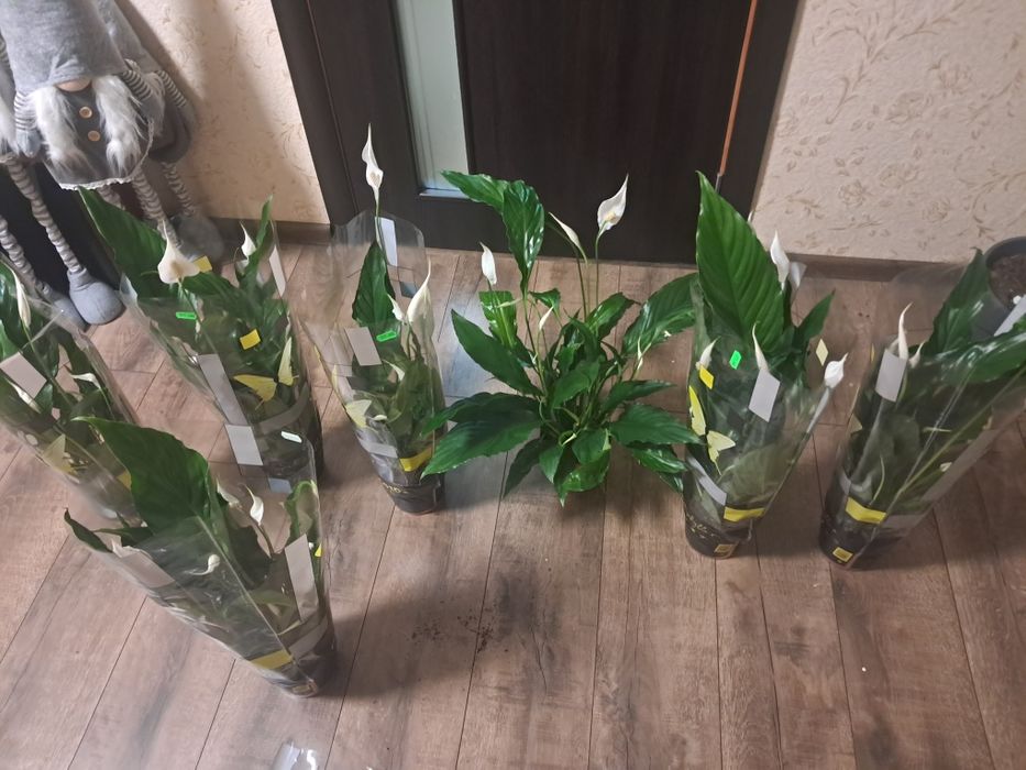 Спатіфіліум 200 грн