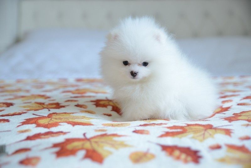 Pomeranian chłopak biały