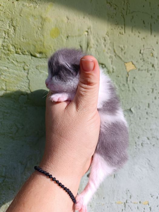 Котики та киці, сірі з білим, білі з чорним, дуже яскраві та красиві,