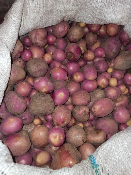 Продам дрібну картоплю для худоби
