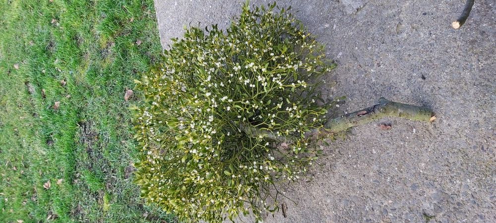 Jemioła KULA ok 50 cm lub WIĘKSZA