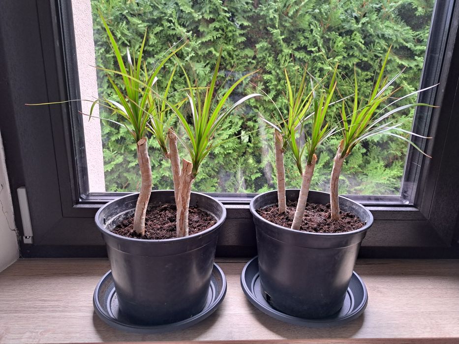 Dracena 3 sadzonki ‐ cena za 1 doniczkę