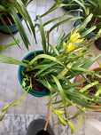 Vasos de Orquideas Amarelas Novas