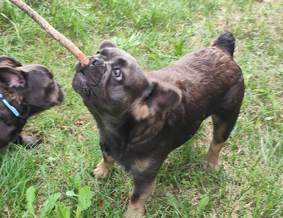 Buldog francuski 7 miesięcy pies