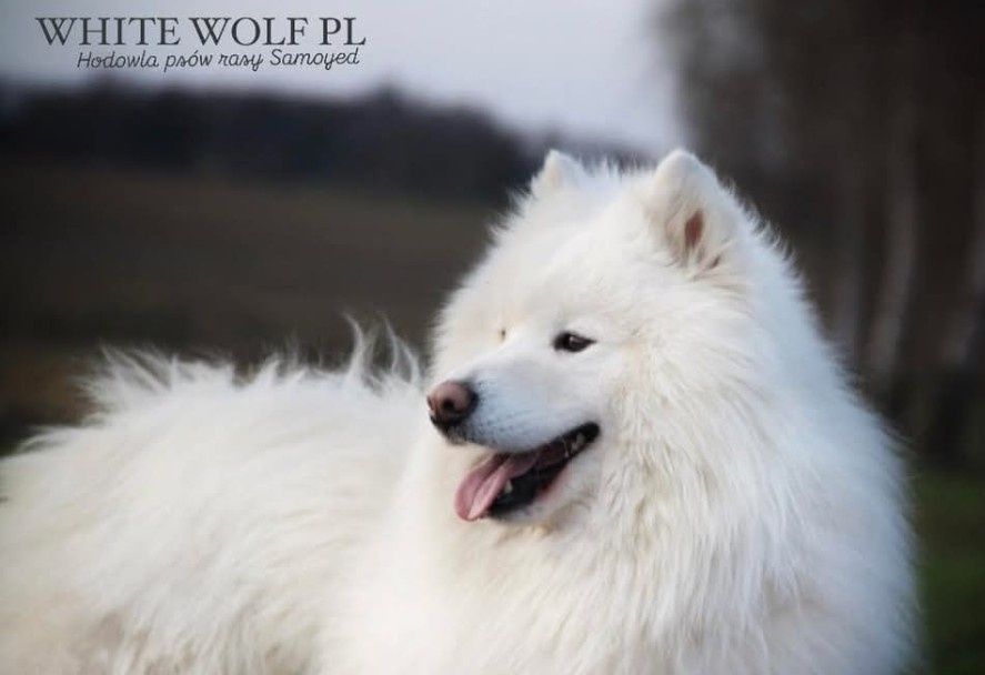 Suczka Samoyed Samojed Zapraszamy