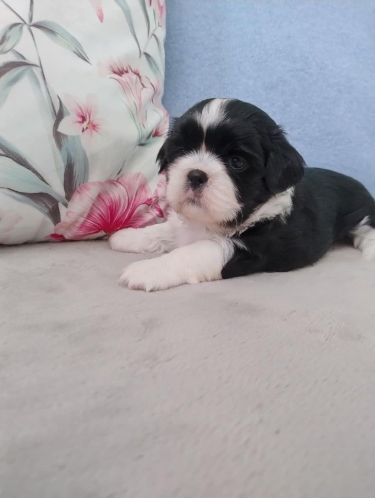 Śliczny szczeniak shih tzu