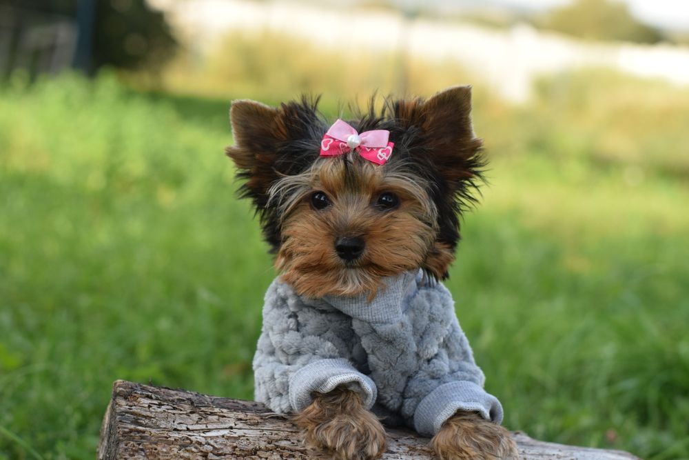 «Міні-диво в пухнастій шубці» йорк