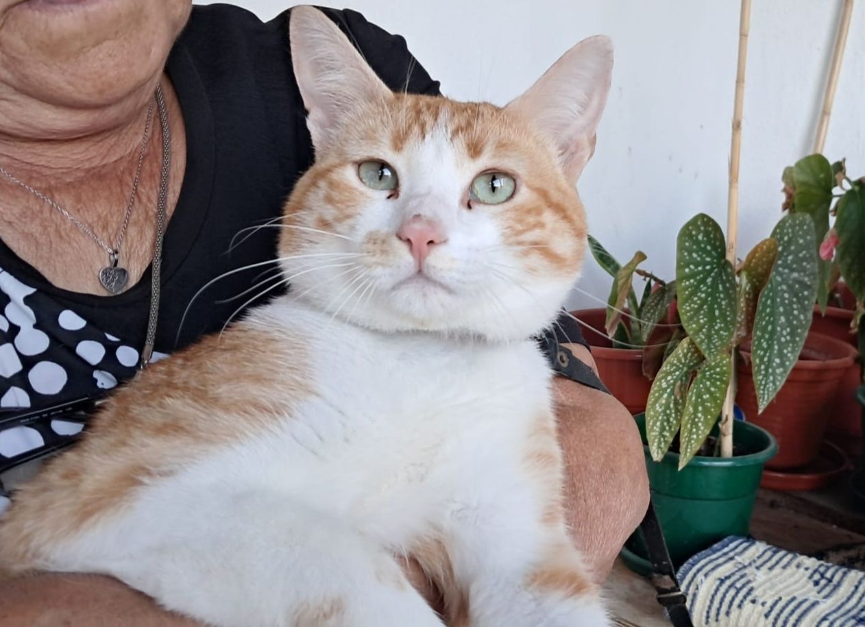 Simba - gato jovem para adoção