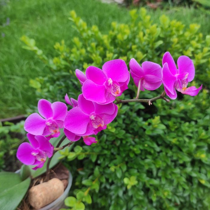 Орхідея Квін Бір