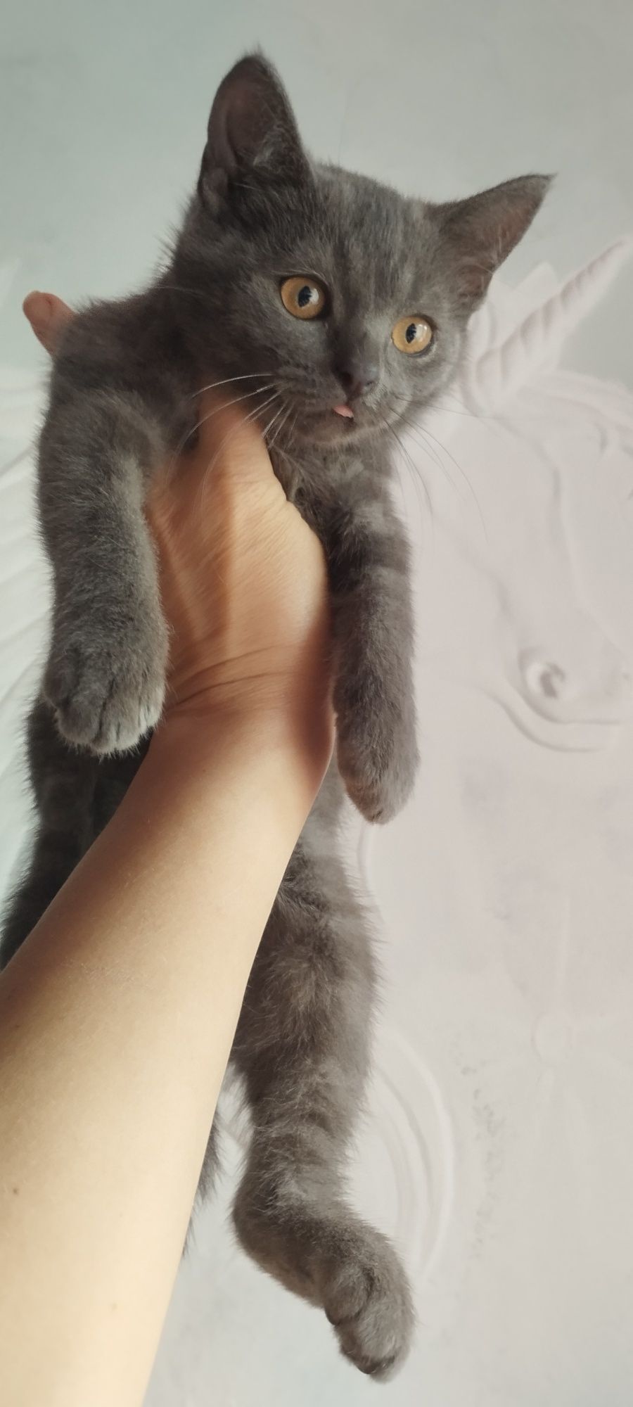 Котики Скоріш-страйт метиси