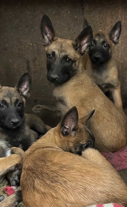 Бельгійська вівчарка малінуа.