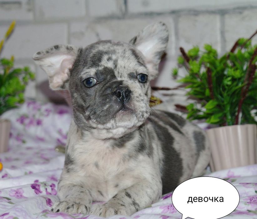 Супер детки ждут Вас