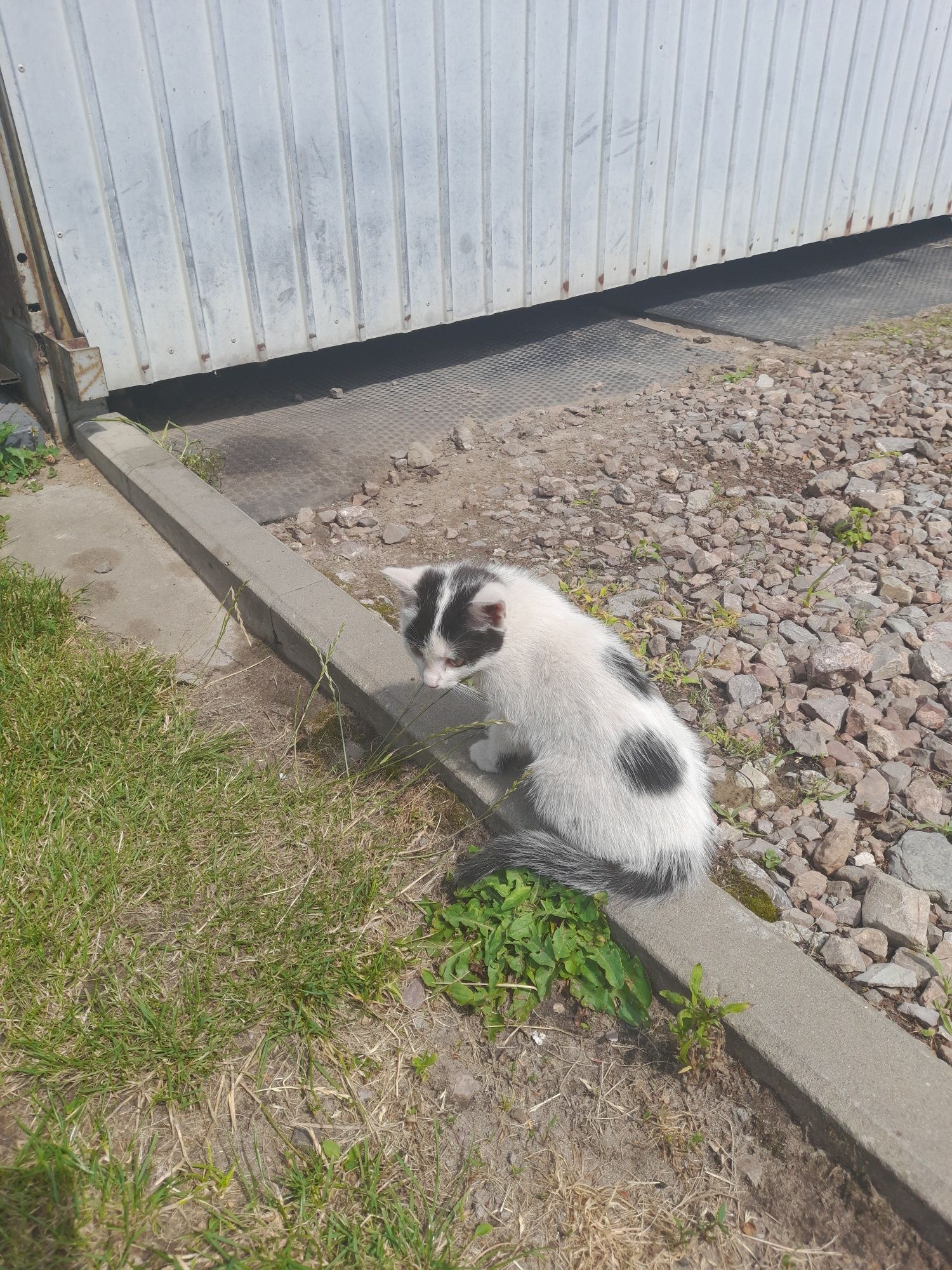 Oddam ślicznego kotka.