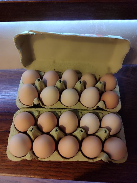 Jajka wiejskie ekologiczne