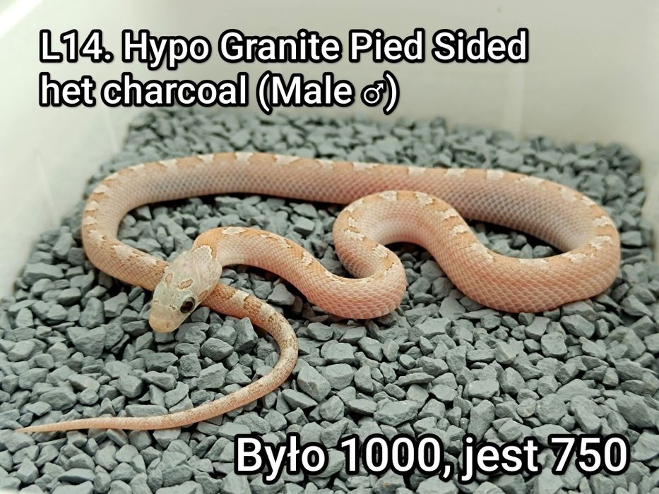Wąż zbożowy Hypo Anery Bloodred Pied Sided het charcoal / Samiec