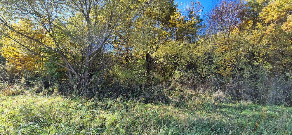 Na sprzedaż działka 56 arów  Żyznów