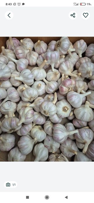 Czosnek harnaś rozmiar 5,0-5,5 cm 150 szt