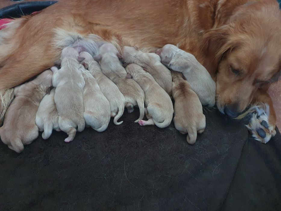 Golden Retriever / szczeniaki / złoty piesek