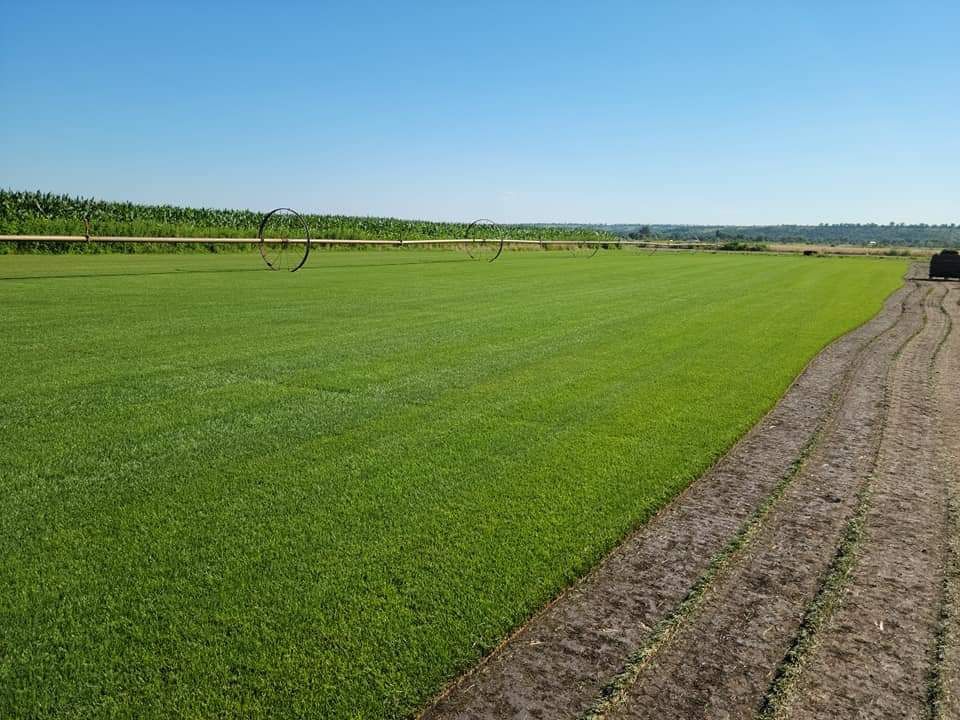 Рулонний газон від виробника